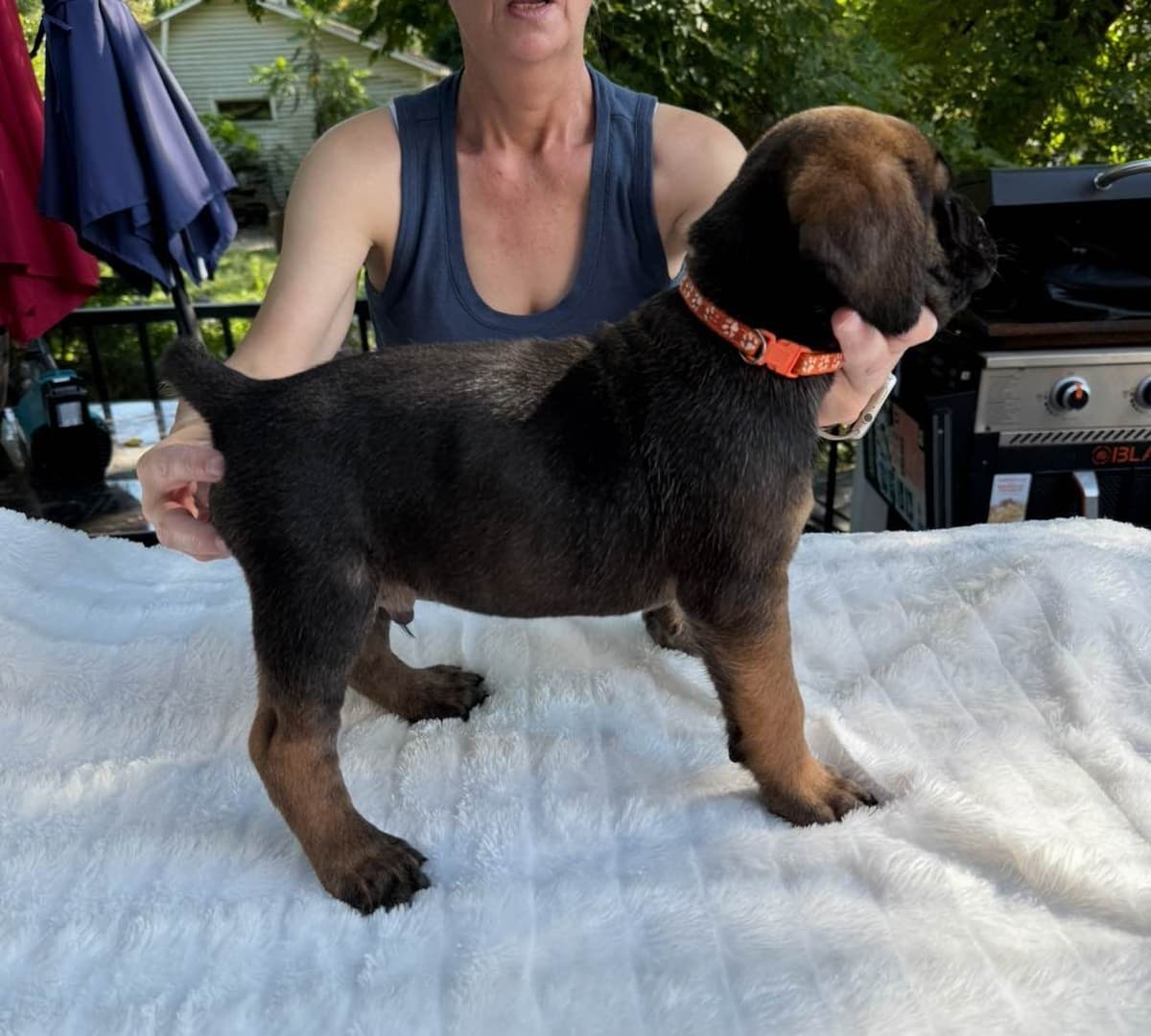 Cane Corso Puppies breeder image 2