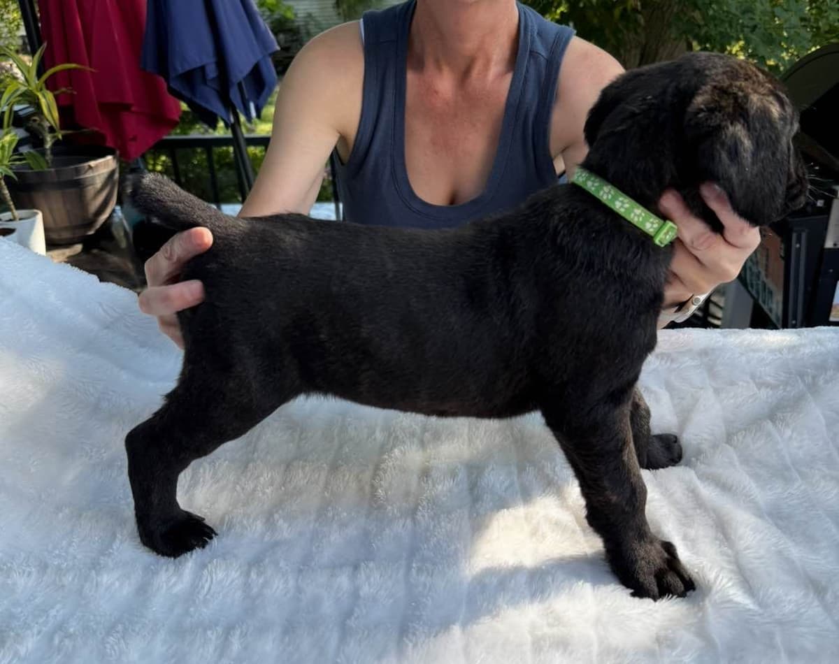 Cane Corso Puppies breeder image 1