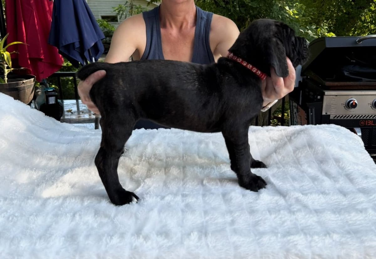 Cane Corso Puppies breeder image 4