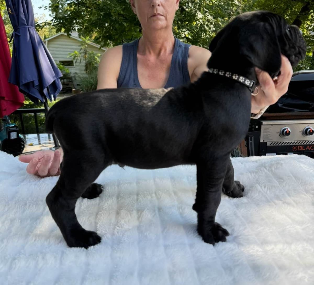 Cane Corso Puppies breeder image 6