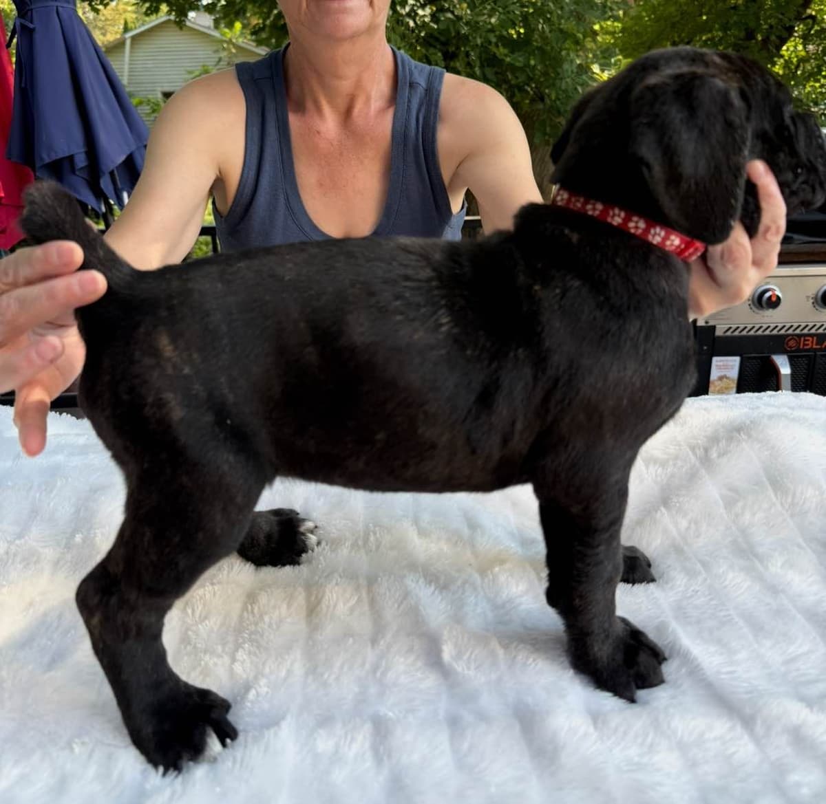 Cane Corso Puppies breeder image 7