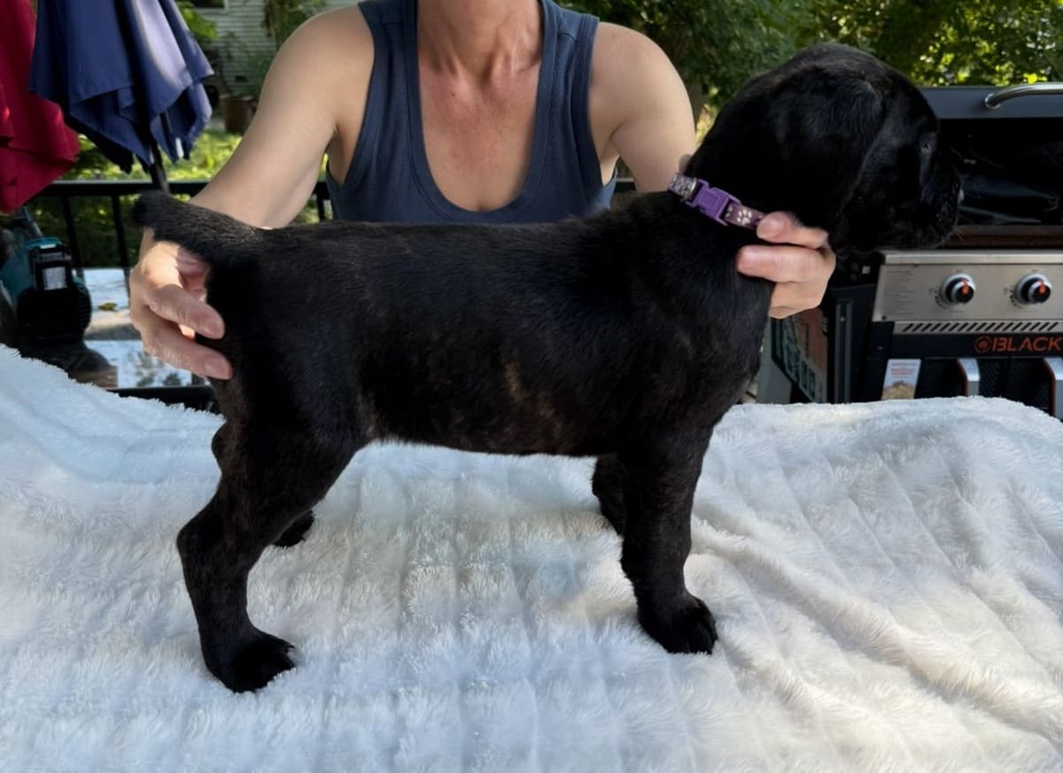 Cane Corso Puppies breeder image 8