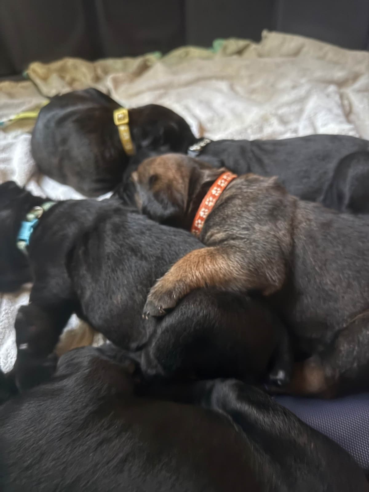 Cane Corso Puppies breeder image 11