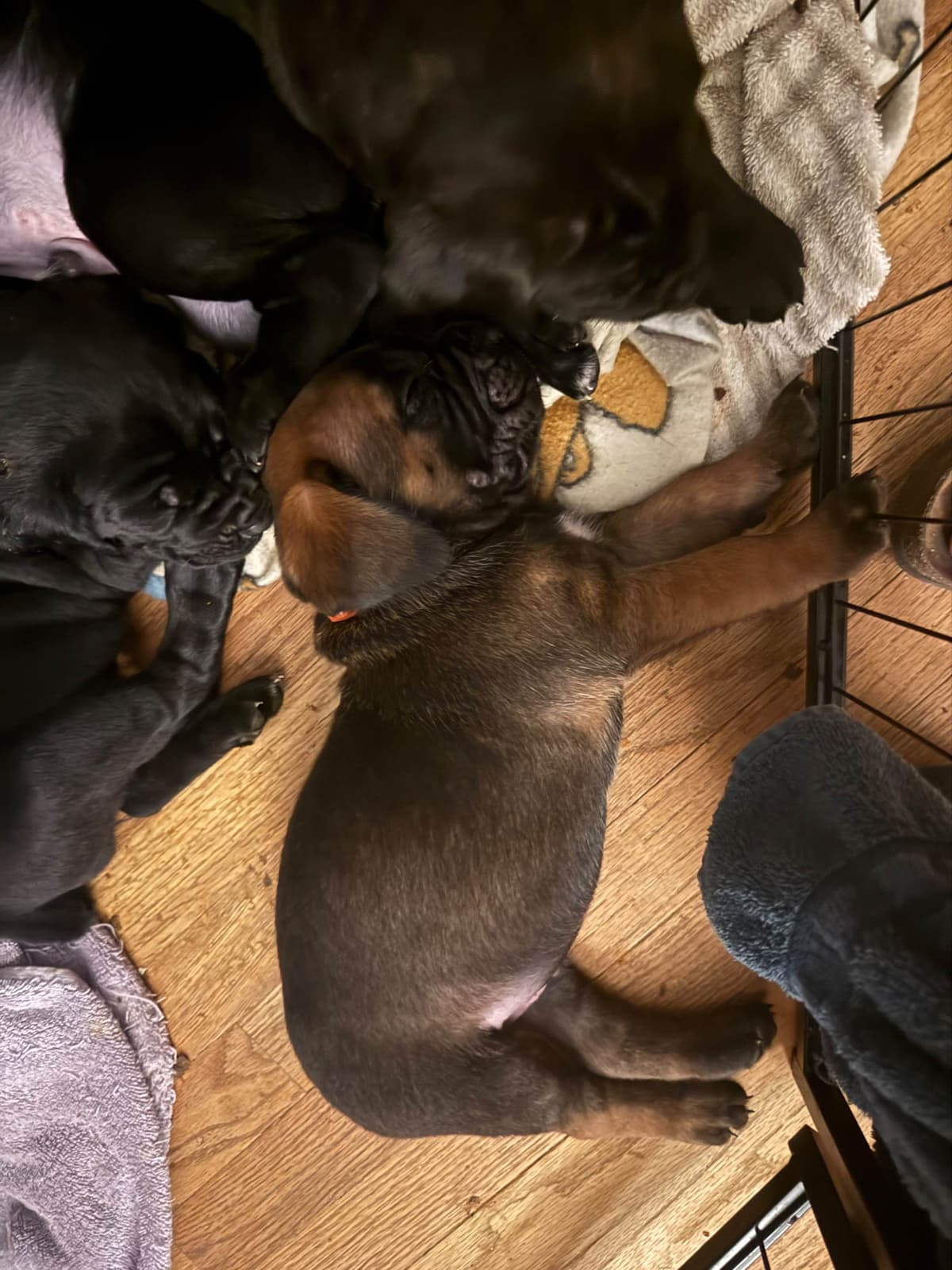 Cane Corso Puppies breeder image 12
