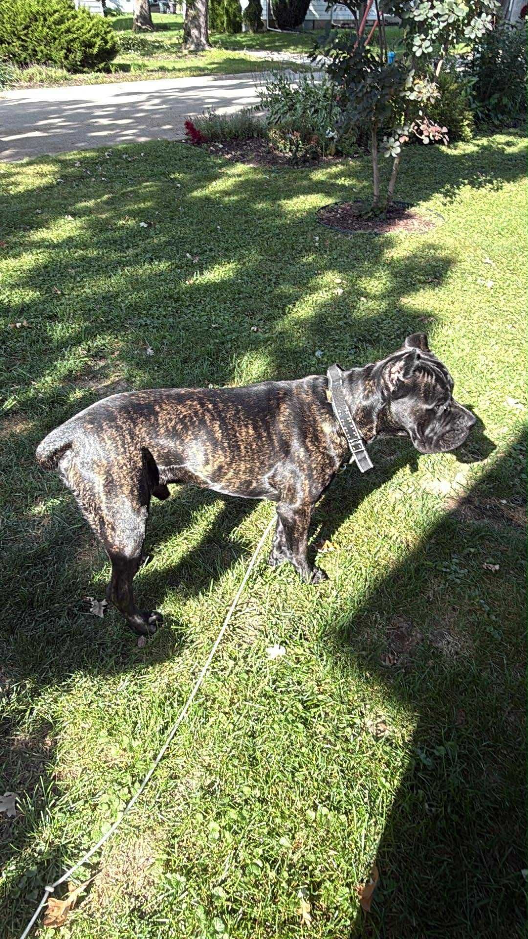 Cane Corso Puppies breeder image 13