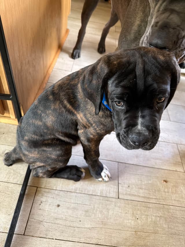 Cane Corso Puppies media 2