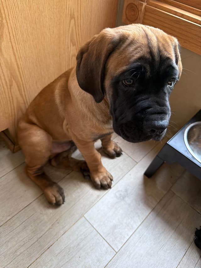 Cane Corso Puppies media 3
