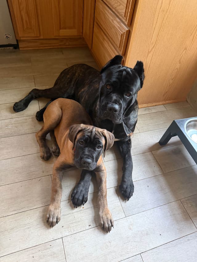 Cane Corso Puppies media 4