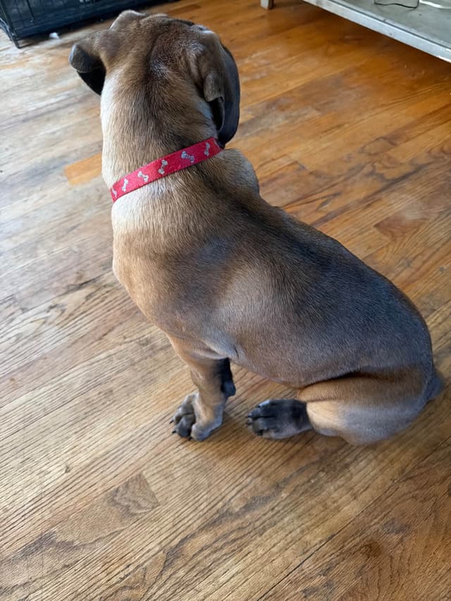 Cane Corso Puppies media 5