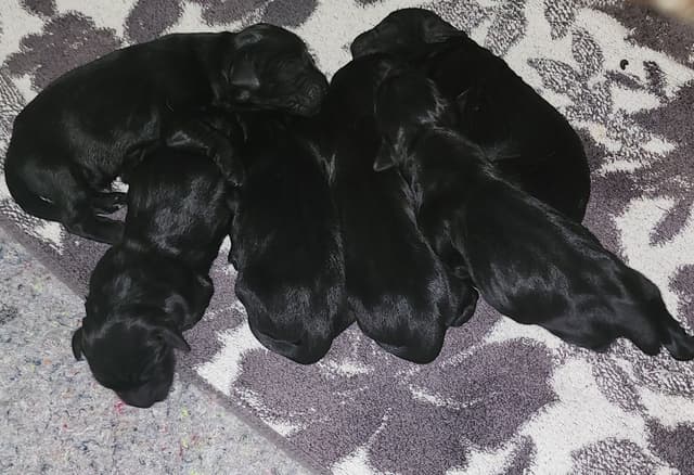 Flat-Coated Retriever Puppies media 25
