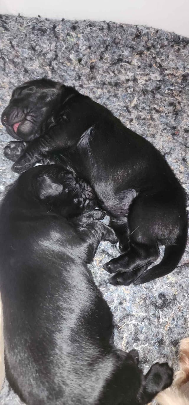 Flat-Coated Retriever Puppies media 24