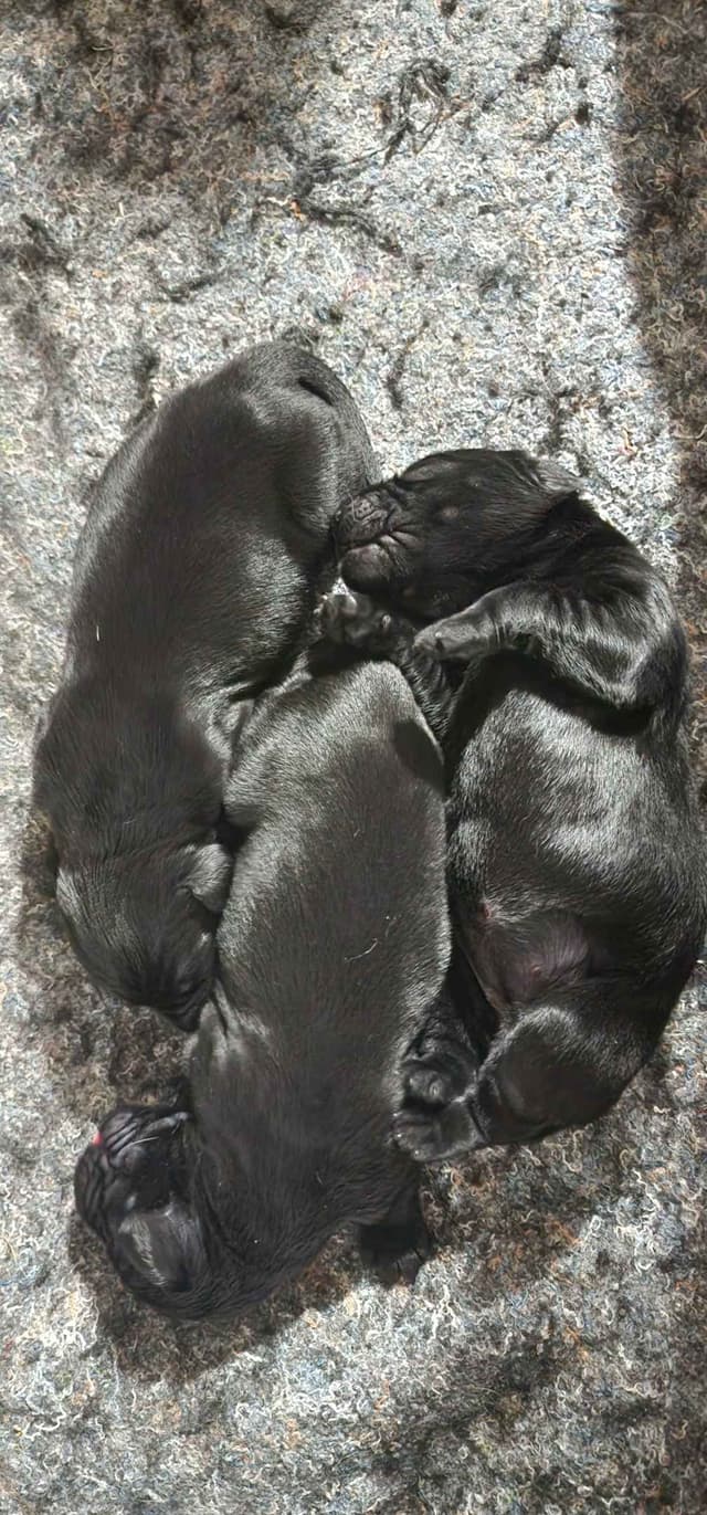 Flat-Coated Retriever Puppies media 23