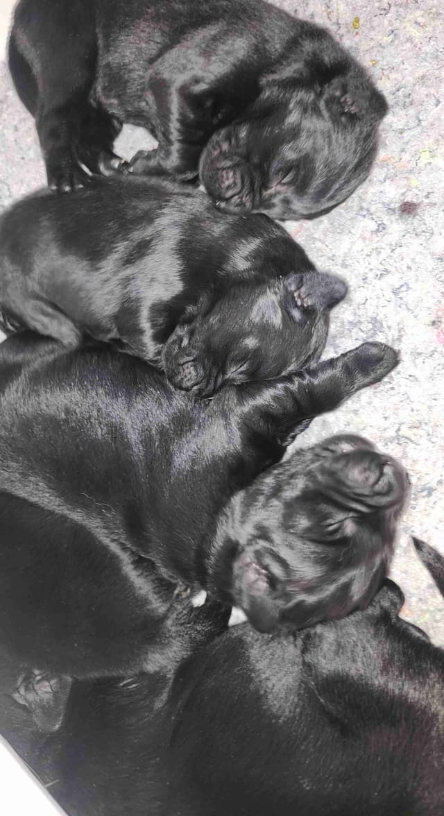 Flat-Coated Retriever Puppies media 22