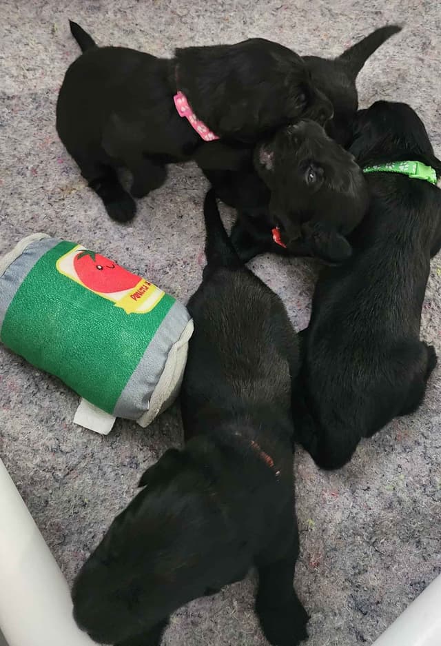 Flat-Coated Retriever Puppies media 21