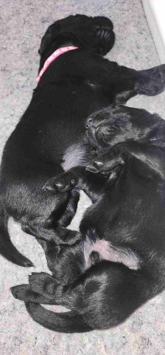 Flat-Coated Retriever Puppies media 20