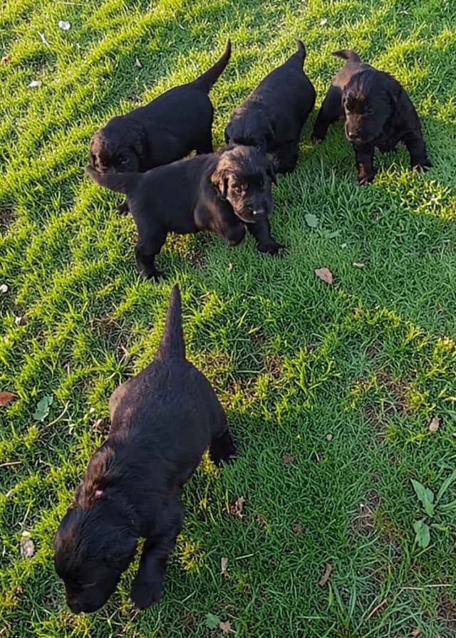 Flat-Coated Retriever Puppies media 19