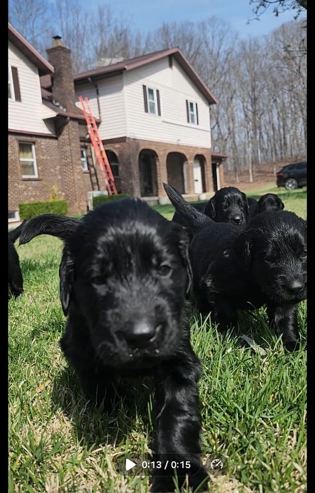 Flat-Coated Retriever Puppies media 18