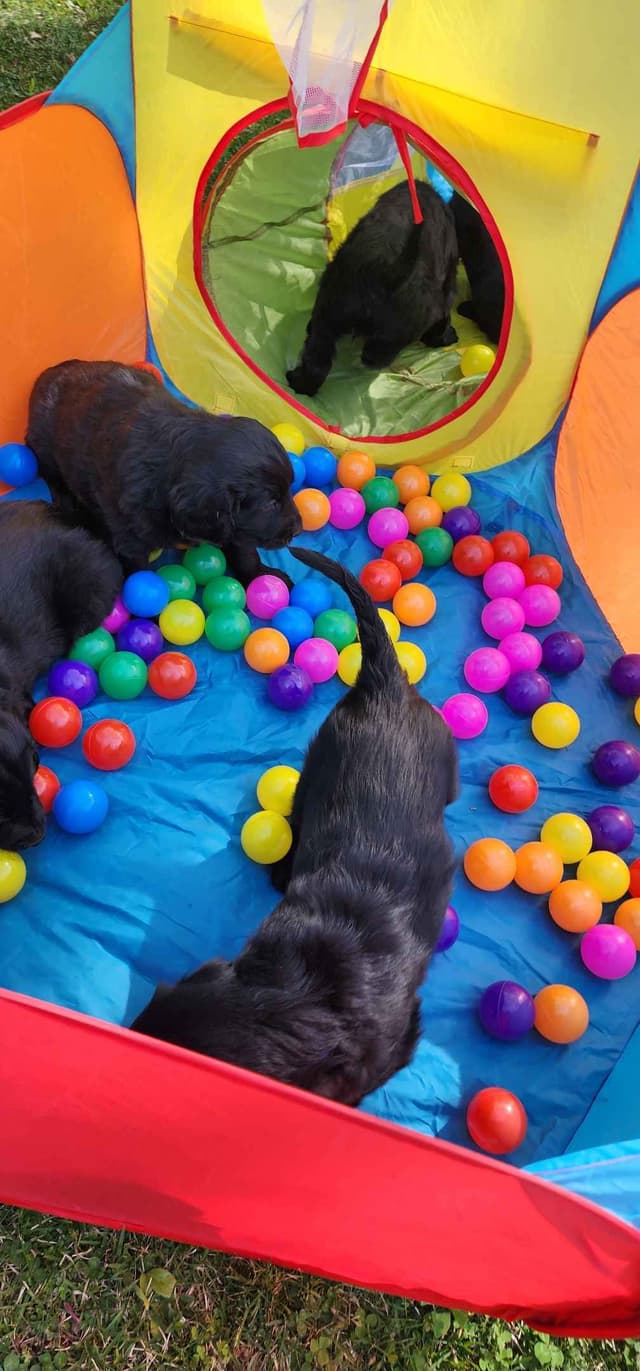 Flat-Coated Retriever Puppies media 16