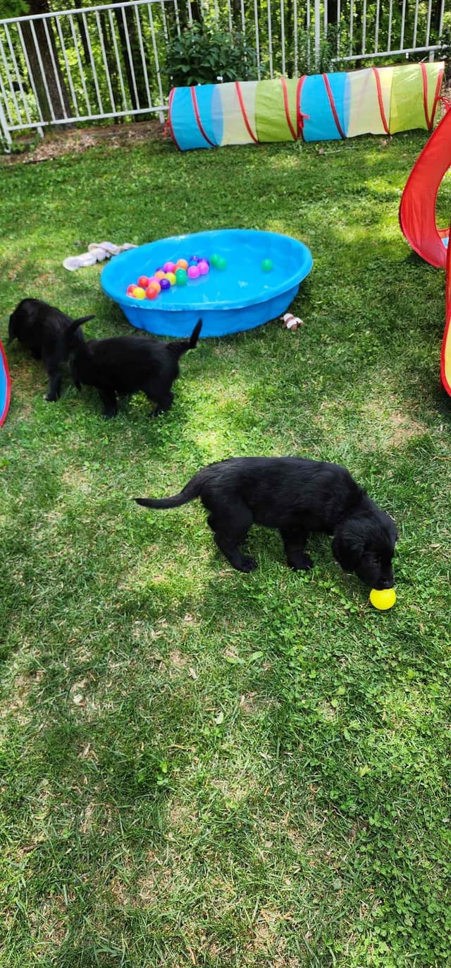 Flat-Coated Retriever Puppies media 15