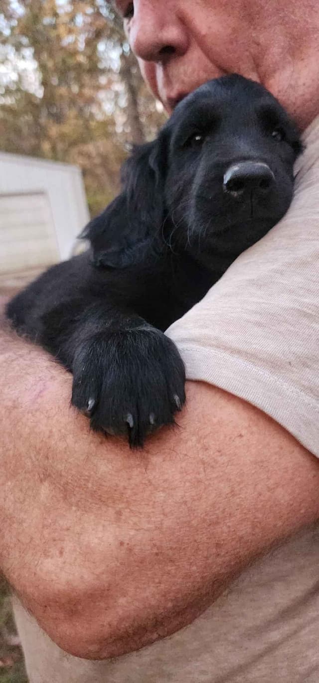 Flat-Coated Retriever Puppies media 12