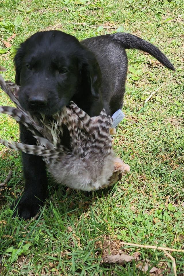 Flat-Coated Retriever Puppies media 13