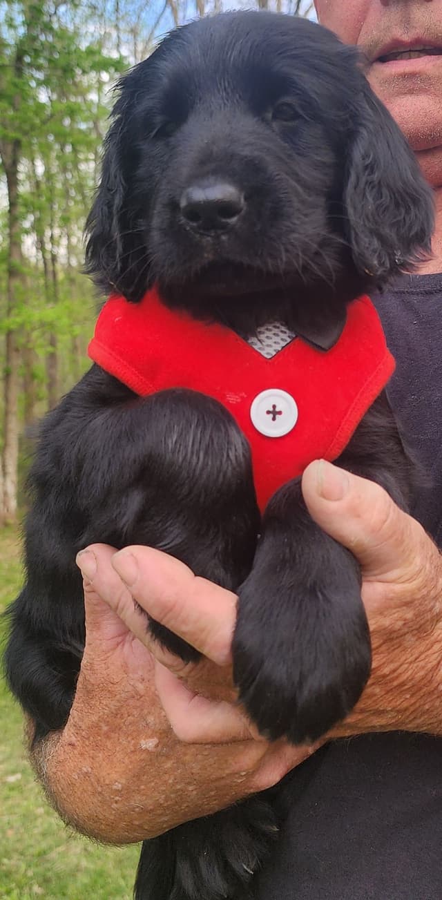 Flat-Coated Retriever Puppies media 11