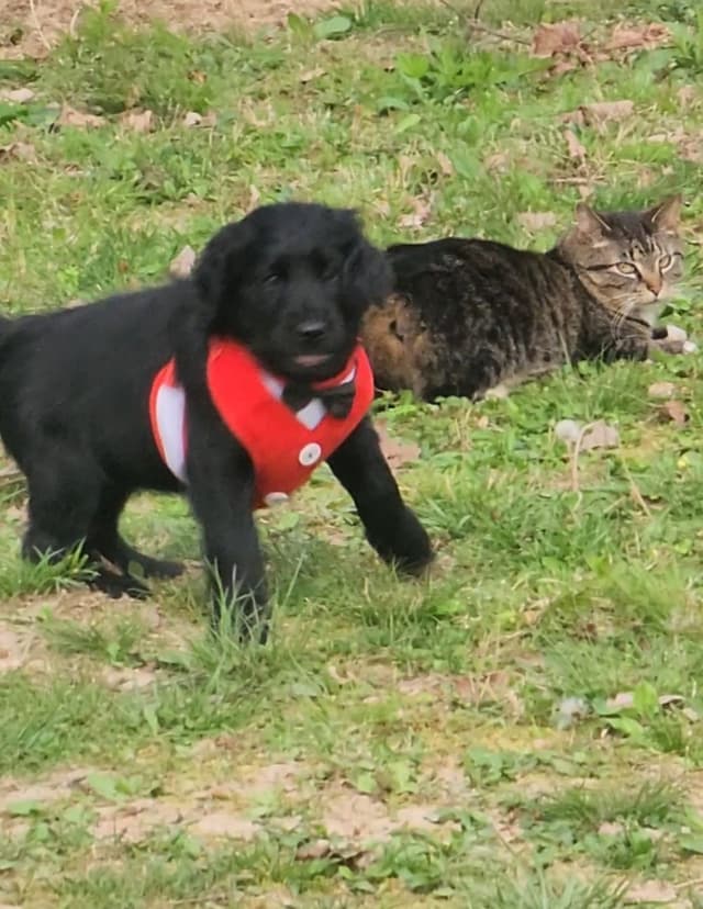 Flat-Coated Retriever Puppies media 10