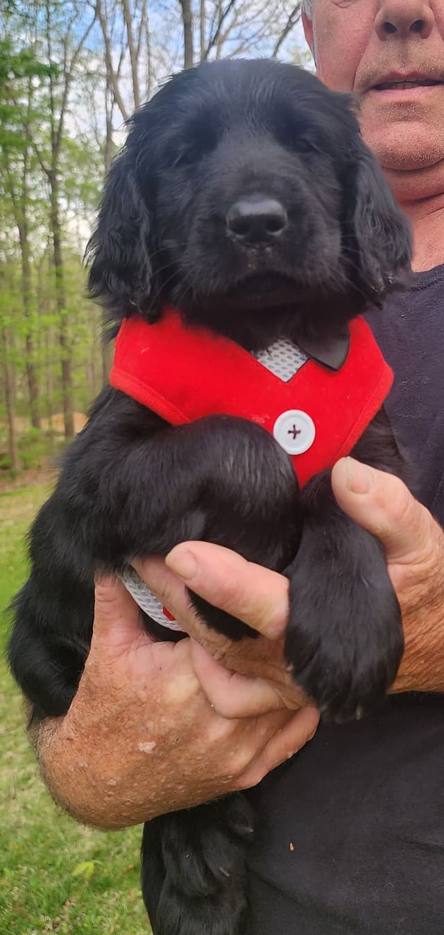Flat-Coated Retriever Puppies media 8