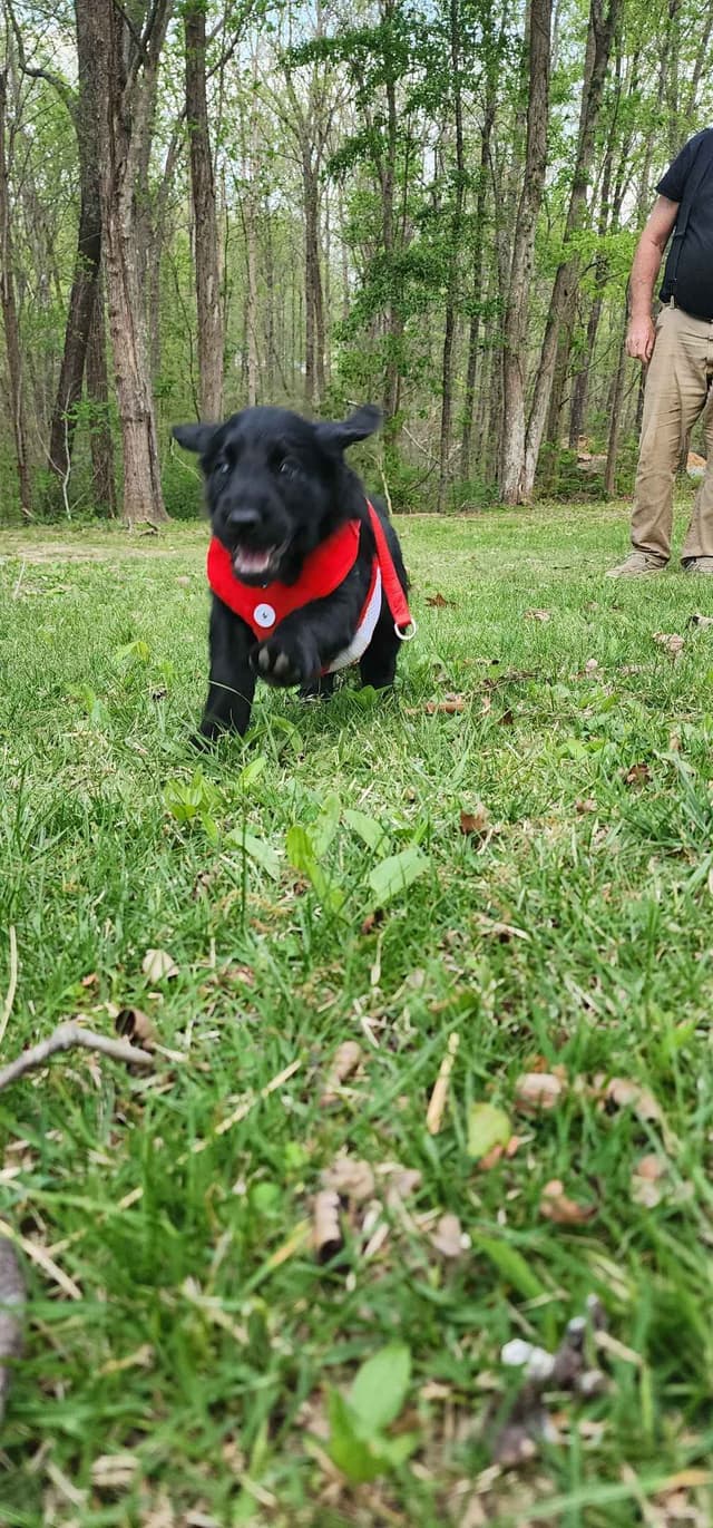 Flat-Coated Retriever Puppies media 9