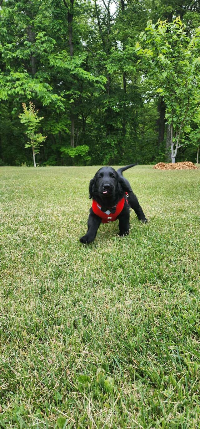 Flat-Coated Retriever Puppies media 6