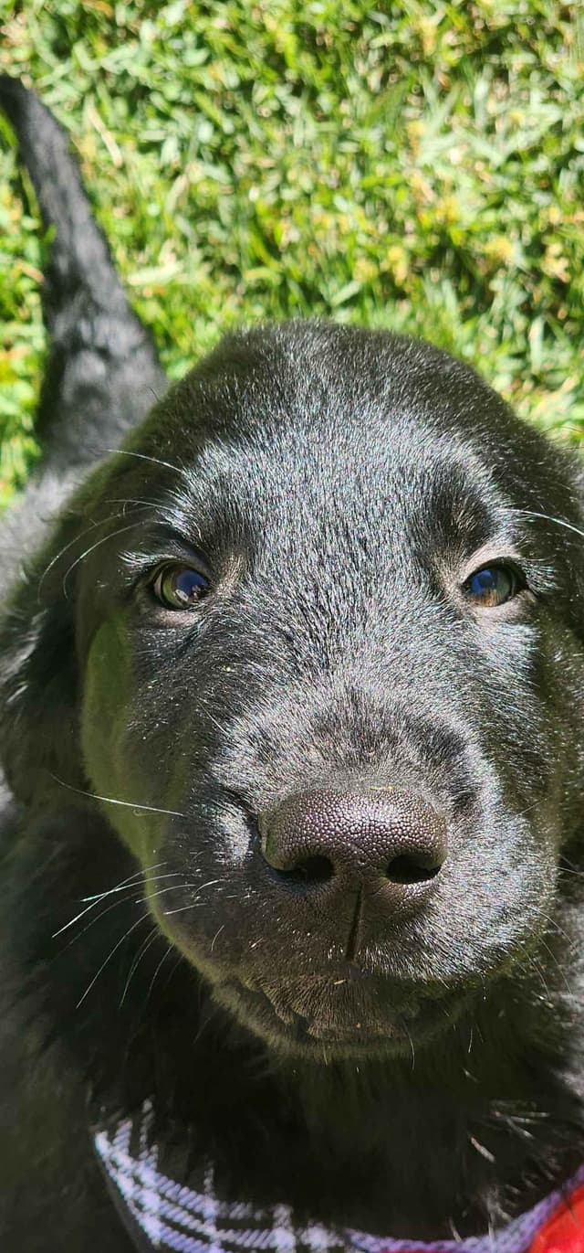 Flat-Coated Retriever Puppies media 7