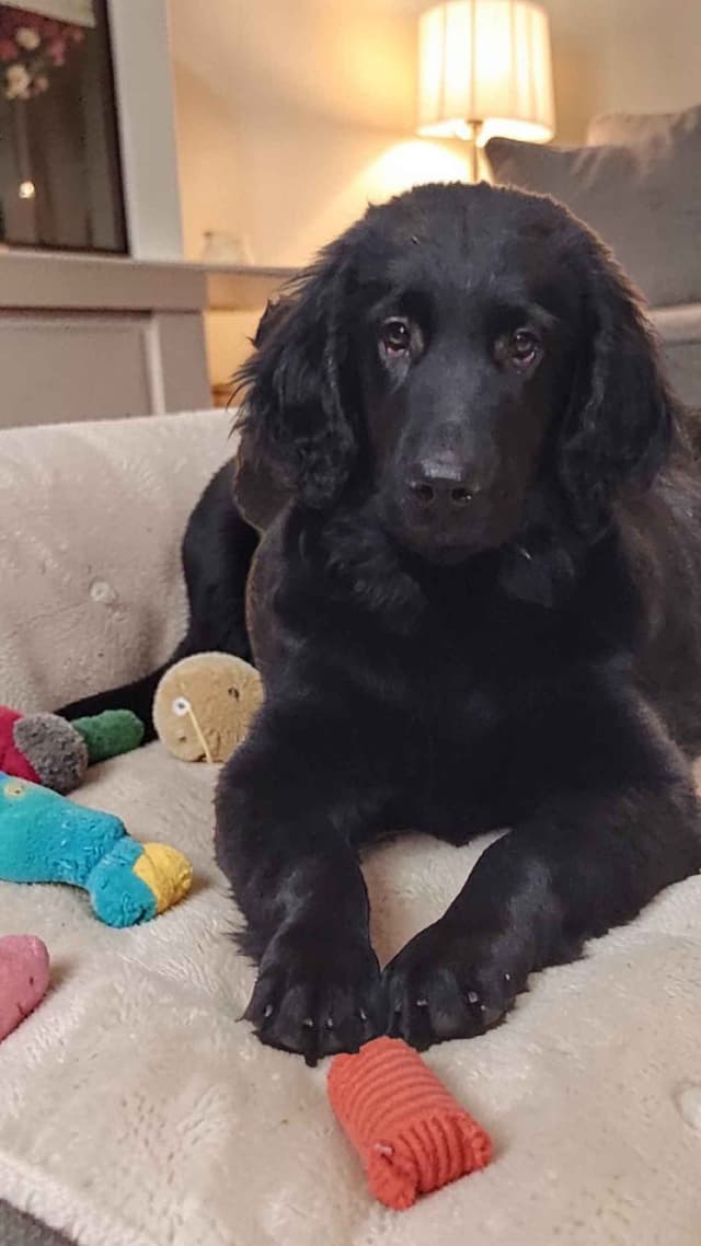 Flat-Coated Retriever Puppies media 4