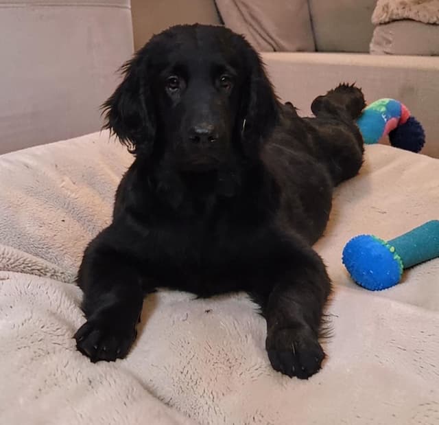 Flat-Coated Retriever Puppies media 2