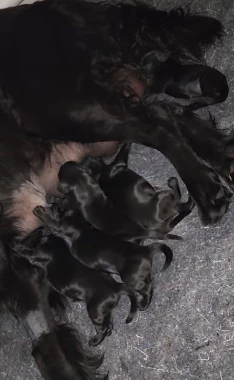 Flat-Coated Retriever Puppies media 6