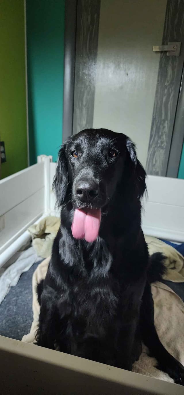 Flat-Coated Retriever Puppies media 7