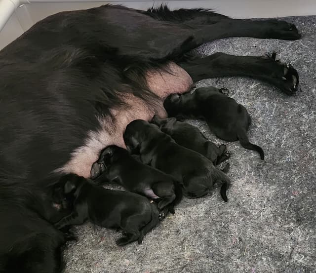 Flat-Coated Retriever Puppies media 5