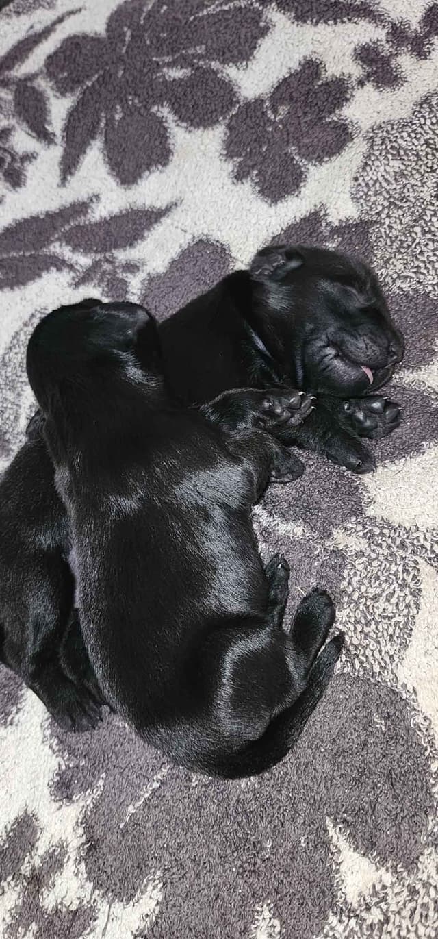 Flat-Coated Retriever Puppies media 3