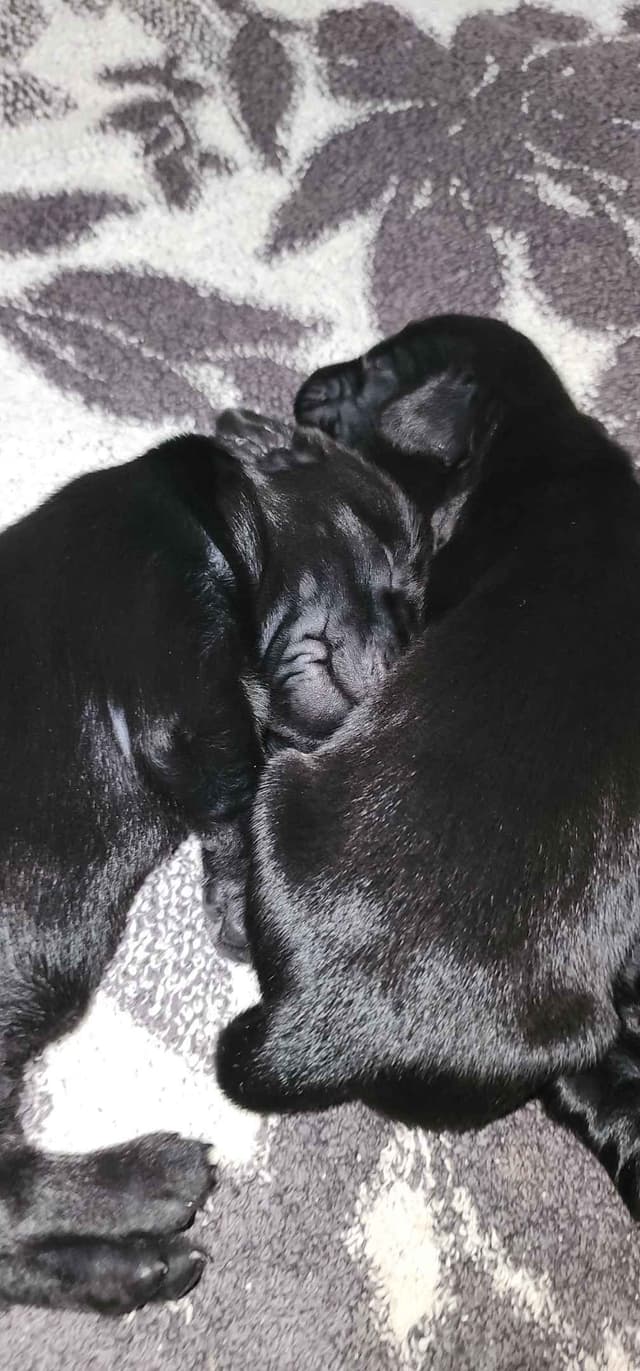 Flat-Coated Retriever Puppies media 4