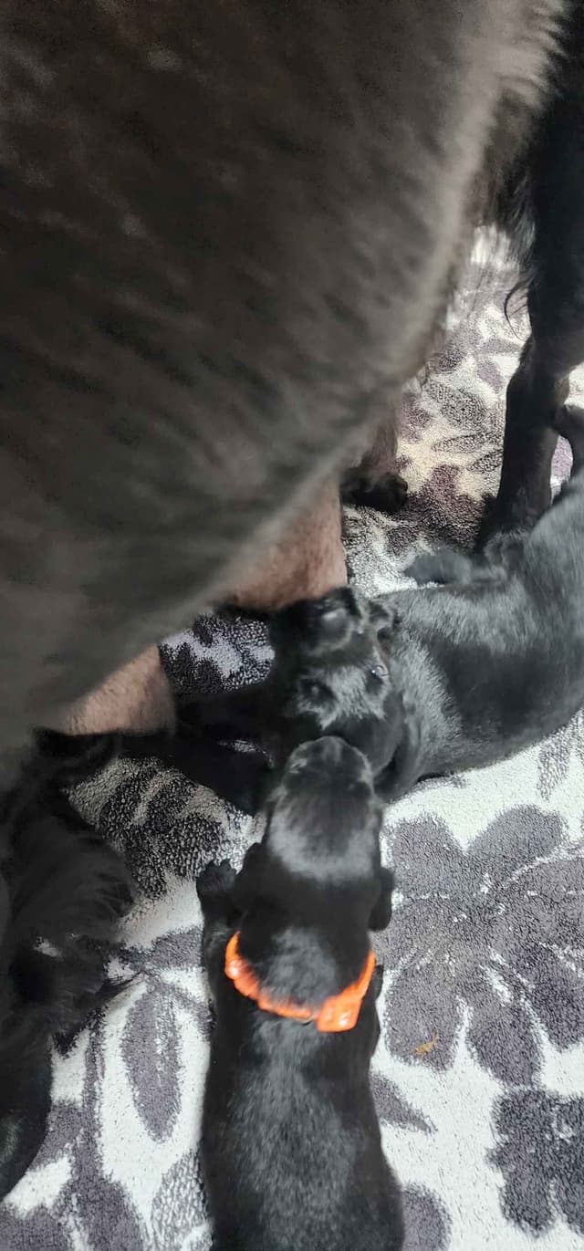 Flat-Coated Retriever Puppies media 2
