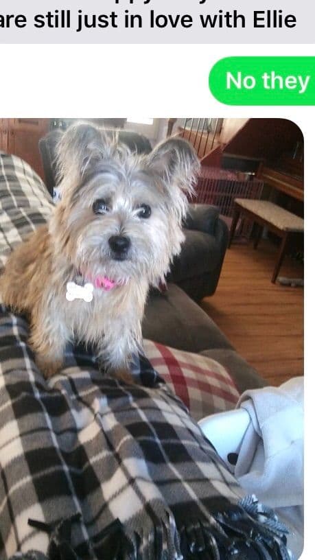 Cairn Terrier Puppies breeder image 2