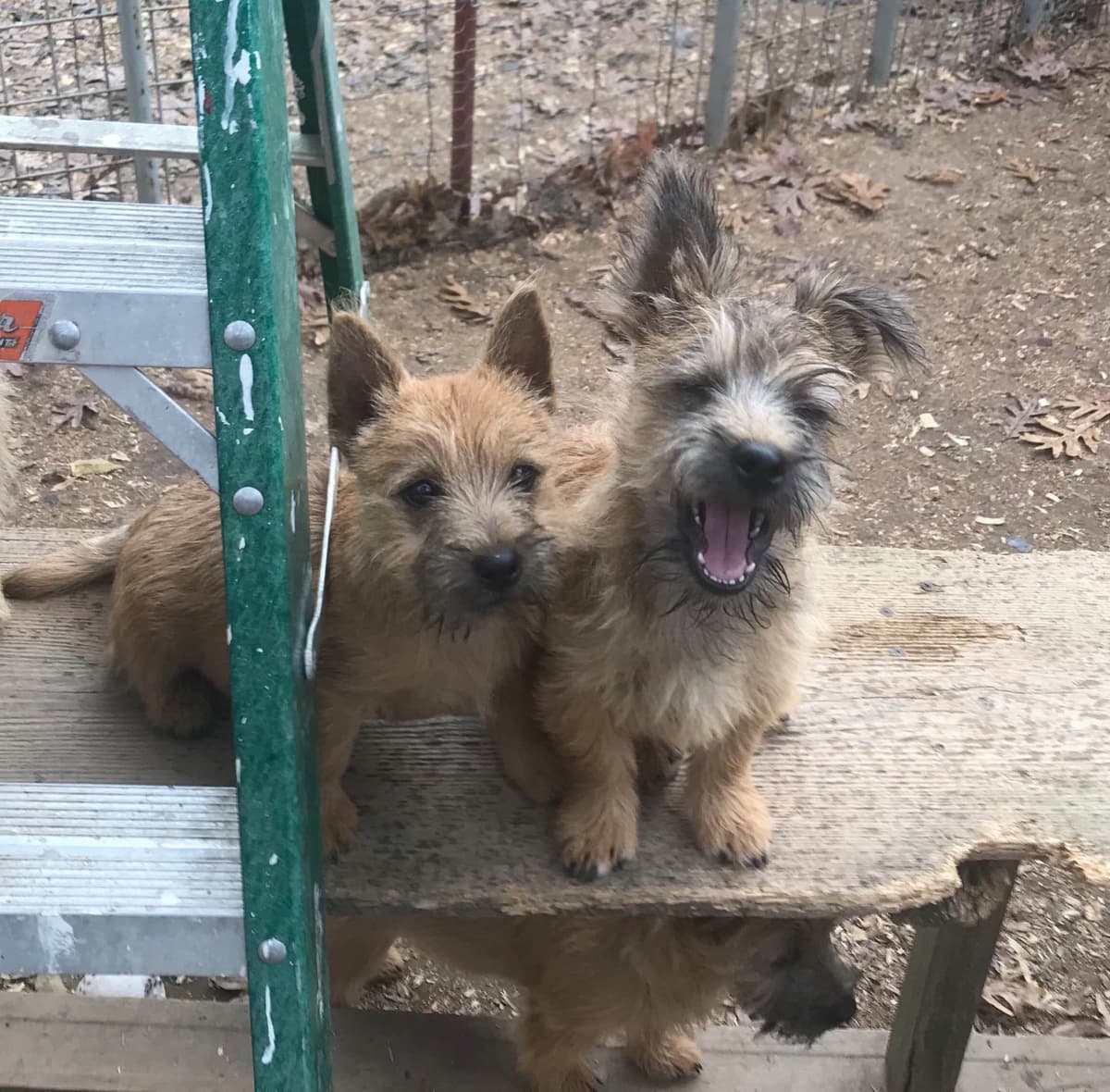 Cairn Terrier Puppies breeder image 1