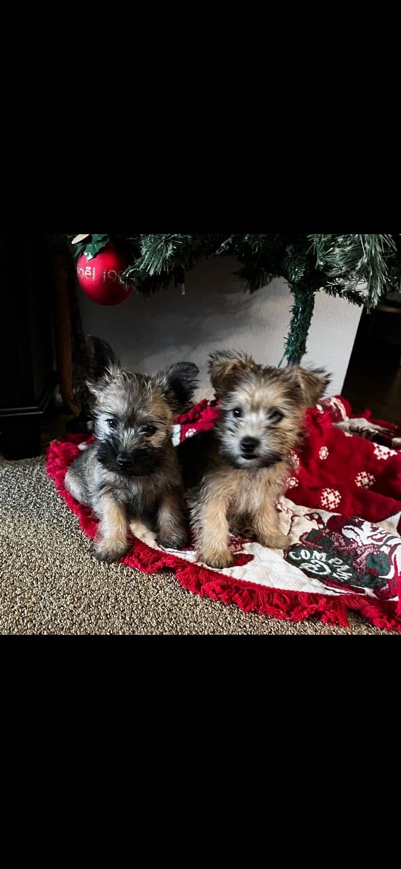 Cairn Terrier Puppies breeder image 3
