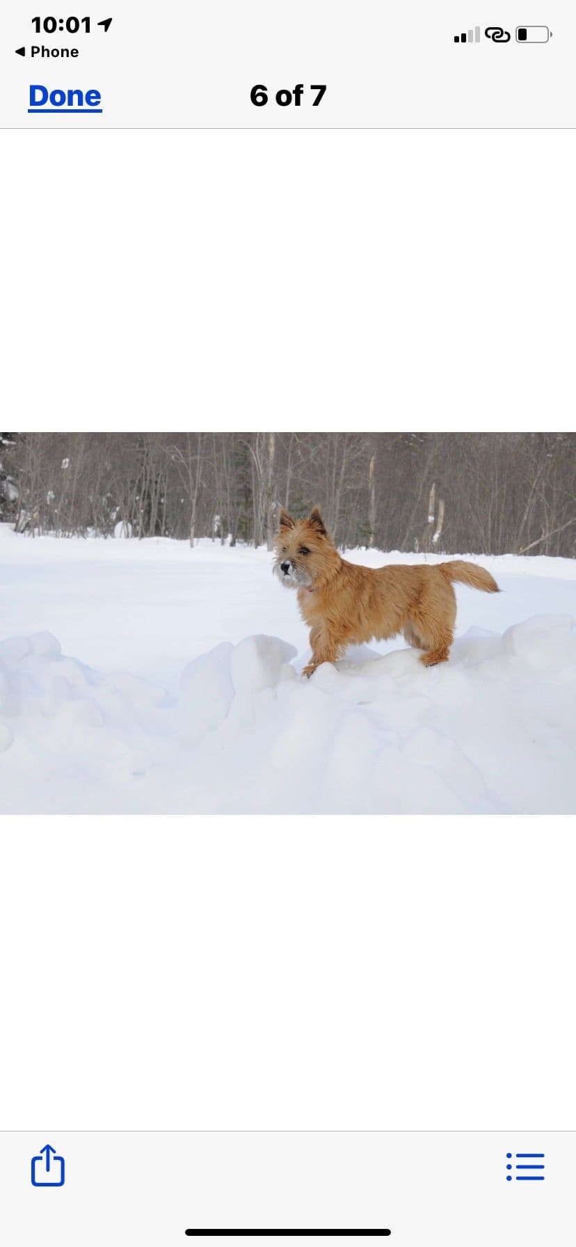 Cairn Terrier Puppies breeder image 4