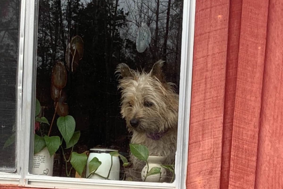 Cairn Terrier Puppies breeder image 6