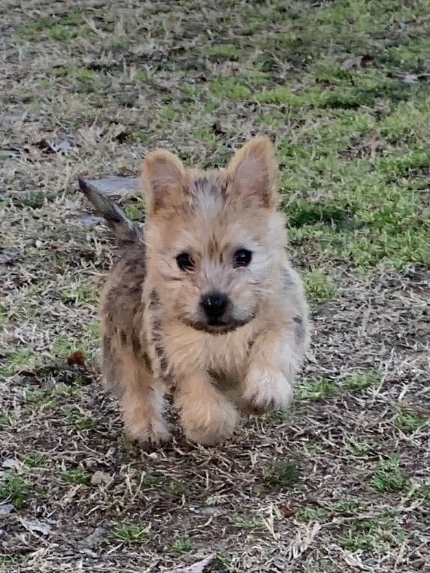 Cairn Terrier Puppies breeder image 7