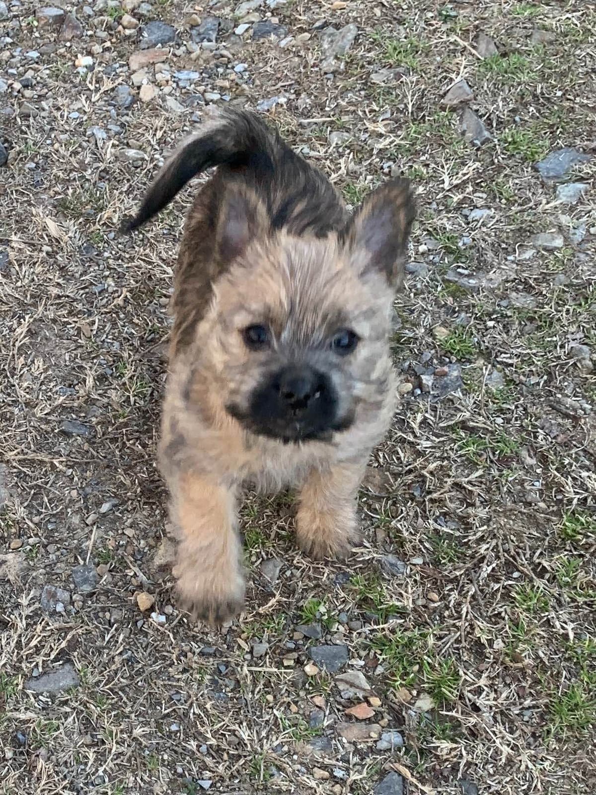 Cairn Terrier Puppies breeder image 8