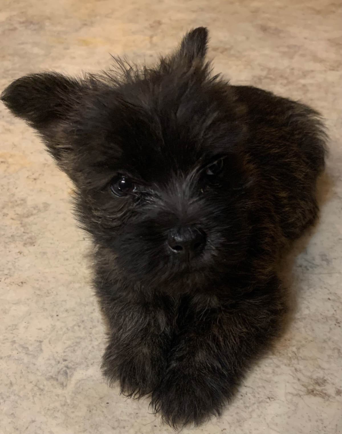 Cairn Terrier Puppies breeder image 9