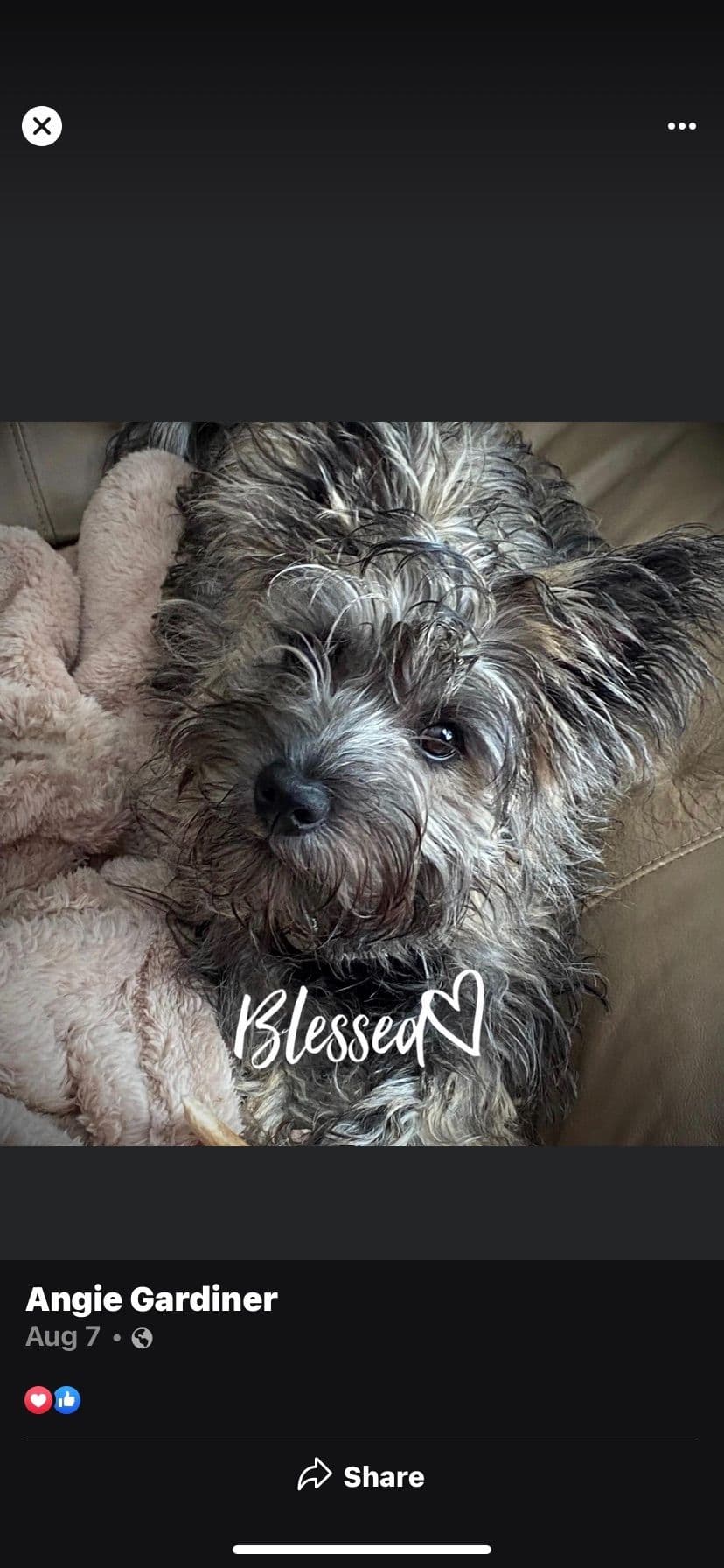 Cairn Terrier Puppies breeder image 10