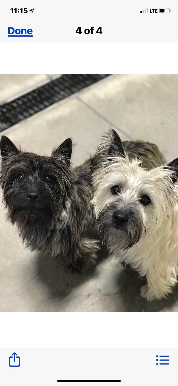 Cairn Terrier Puppies breeder image 12