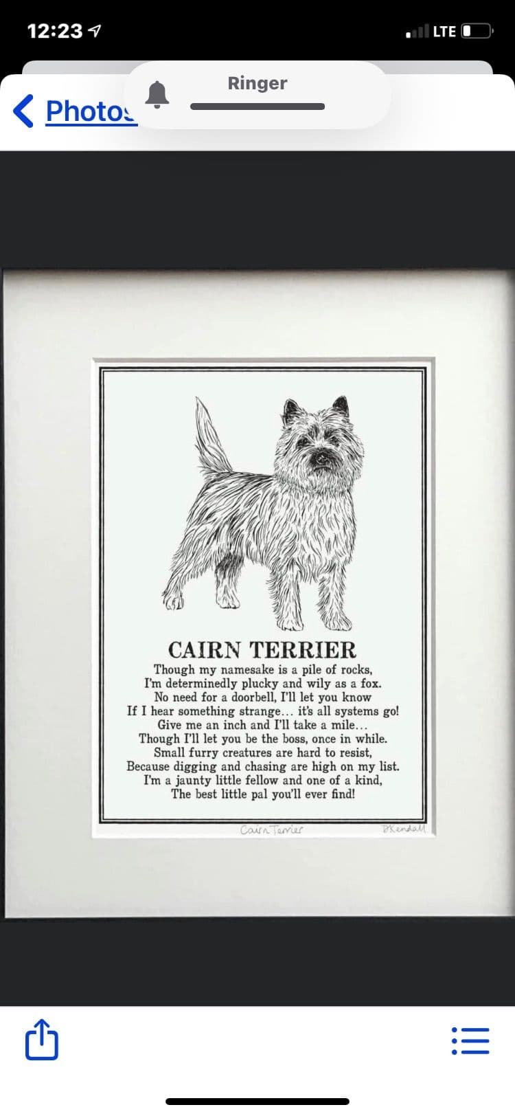 Cairn Terrier Puppies breeder image 17